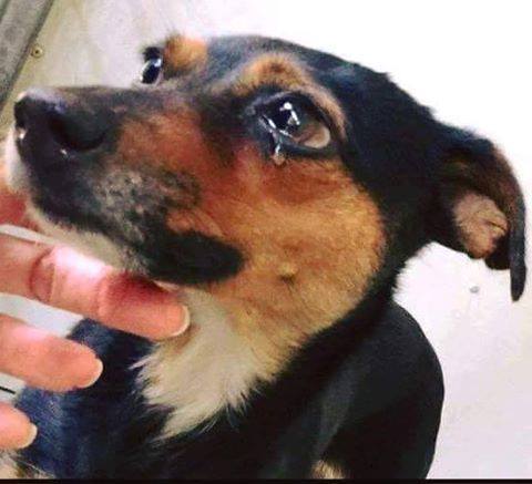 21 maja 2016 - Warszawski Dzień Zwierząt